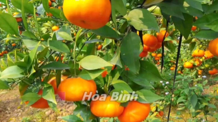 Video của tôi 2