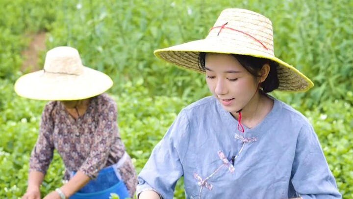 Miao-san! The jasmine in your hometown is in bloom—aren’t you going back to take a look?