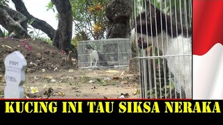 Reaksi kucing disaat mendengar siksa kubur benarkah seperti ini