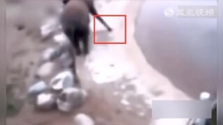 这是什么情况？大象到底吃啥了才会爆炸？感觉事情没这么简单！！！