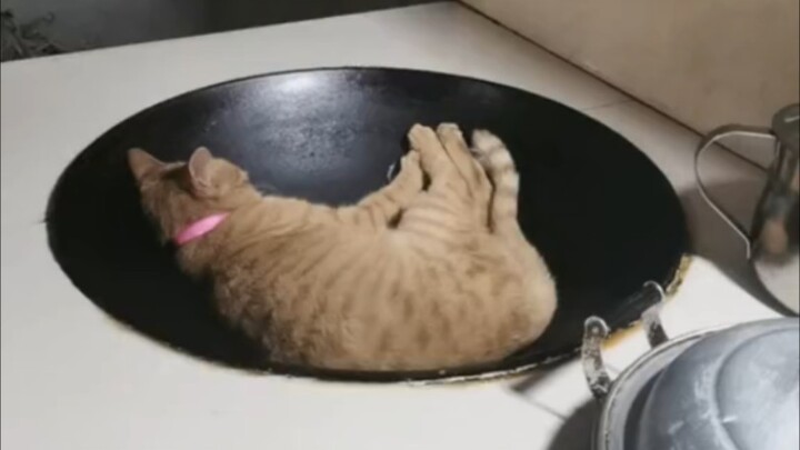 “Felines are very alert even when they’re sleeping.”