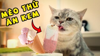 Lần đầu cho mèo ăn kem | The Happy Pets #34