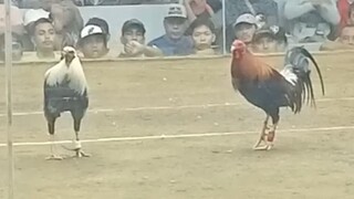 RED VS BULIK NA PUTI, 33K PARADA NAKASAHAN🔥🐓.            # SABONG TAYABAS CITY HALF FIGHT!