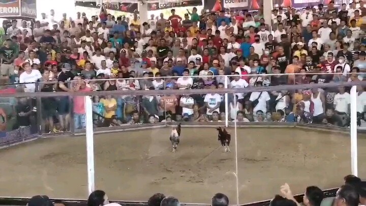 concrete neil champion 3cock