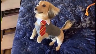 [HP] Spell: Transport