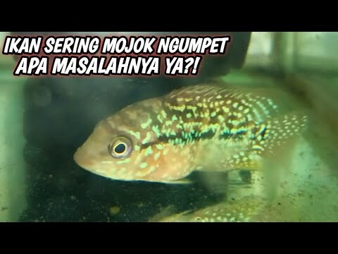 Progres louhan disingle tank, tapi kenapa masih suka mojok dan ngumpet?
