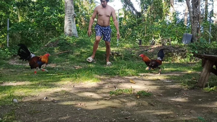 5k raptor broodcock blue gloves vs 2x winner abuhin kinalawang na si broodcock..