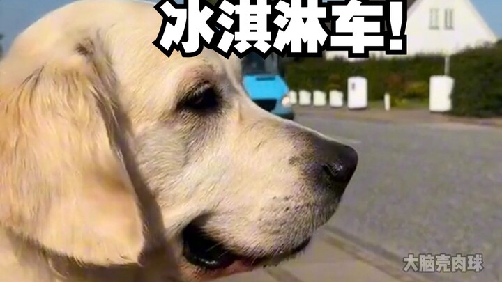 Mobil es krim favorit para anjing telah datang lagi!