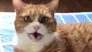 This is a very noisy video, click to listen to Xiaomi online meow ...