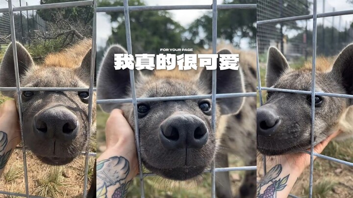 Tolong semua orang berterima kasih dengan sungguh-sungguh kepada seekor hyena yang setiap hari beker