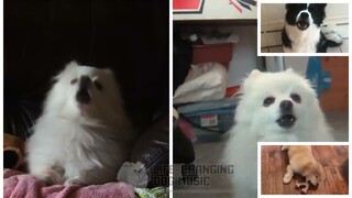 Renai Circulation (Bakemonogatari) but Dogs Sung It (Doggos and Gabe)