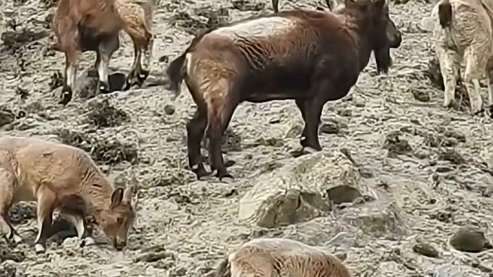 Hunting Himalayan ibex in Gilgit baltistan
