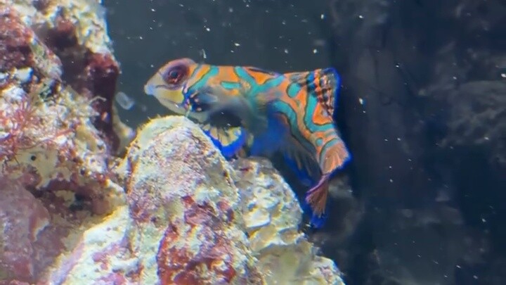 Send the colorful frog to eliminate Mr. Krabs in the octopus tank