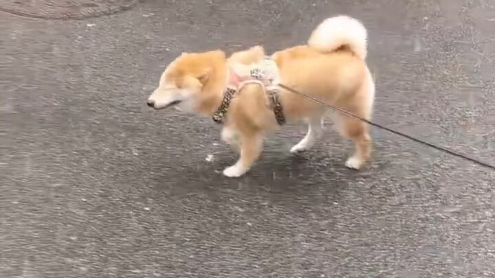Trong thời tiết khắc nghiệt, lúc nào cũng xuất hiện chú chó Shiba đi dạo cùng người chủ “hớ hênh” củ