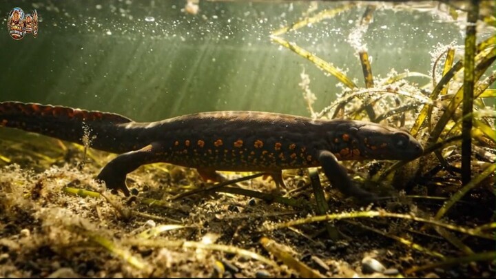 2 8 Animals With Defense Mechanisms That Look Impossible!#AnimalFacts #Wildlife