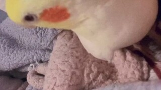 Ini burung cockatiel monster terlalu sering diburu