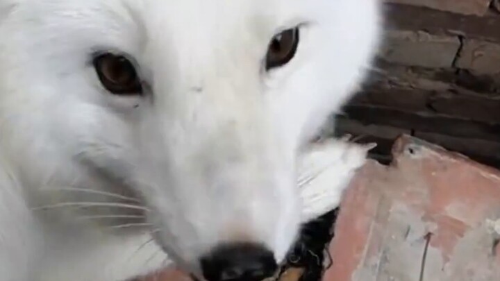 What you think a fox is calling VS what it actually is
