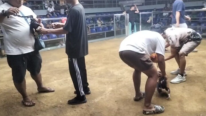 boston x dl escolin line and davao 8months old vs cock