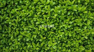ย่า2