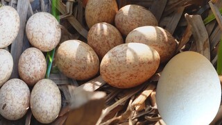 Khám phá ĐẢO CÒ trứng gì bự DỮ THẦN - 7 Ân