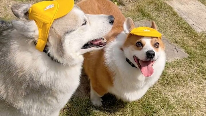 When the corgi and the husky put on hats, the difference is just too hilarious!