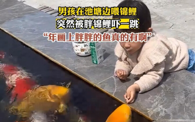 Boy Feeding Koi by the Pond — Suddenly Spooked by a Chubby Koi!