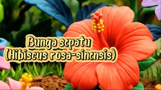 Bunga sepatu (Hibiscus rosa-sinensis) 🌺 🌿✨