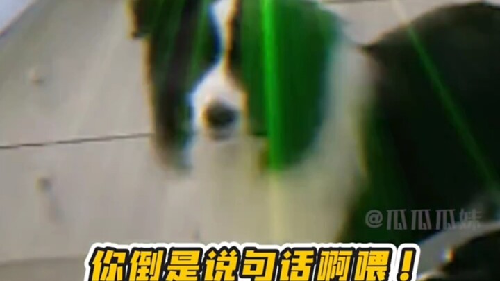 ทำหมาตกใจจนเกือบพูดออกมาแล้ว! #หมา