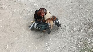 bantam rules