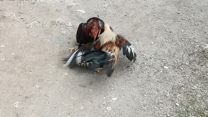 bantam rules