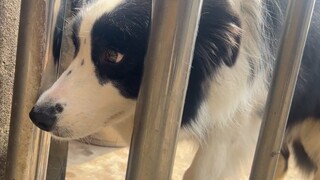 When you disturb a Border Collie that is working hard, how does it react?