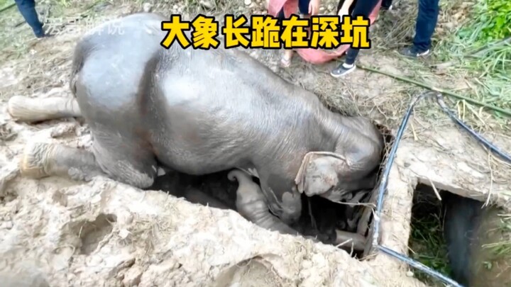 The mother elephant knelt in the deep pit for a long time just to protect her children. Motherly lov