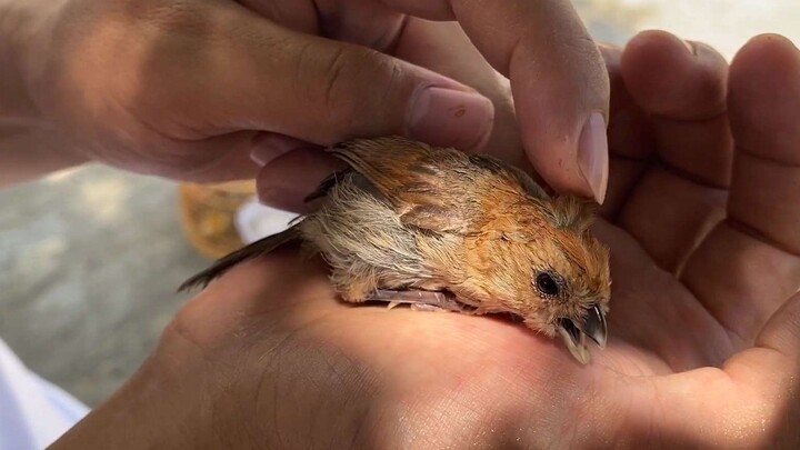 Burung huangteng yang baru saja dilepasliarkan itu, begitu melihat tuannya, langsung berbaring di at
