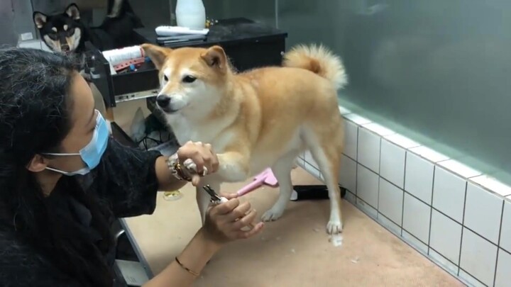 Anjing: Aku bukan orang, tapi kamu benaran anjing!
