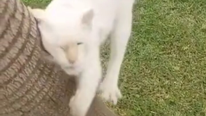 Being a cat doesn’t have to be normal.