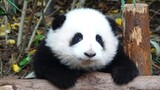 Panda Hehua plays with itself and gets knocked down twice