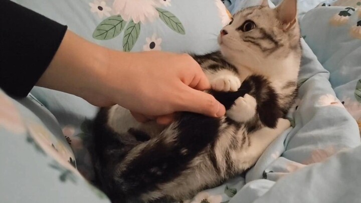 Sudah panas, coba sentuh nih si ibu kucing yang terasa panas!