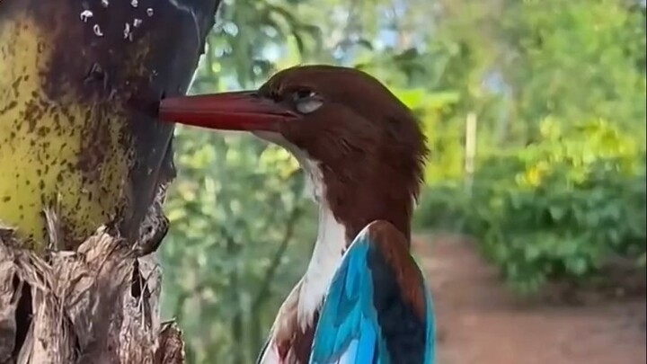 Spotted a kingfisher perched on a tree!