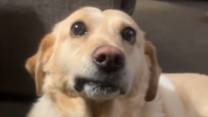 You can tell at a glance this pup absolutely loves cheese!