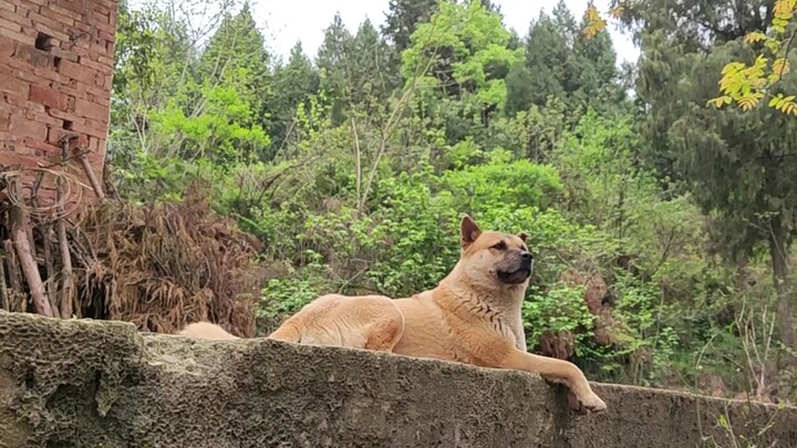 This is the most handsome and intelligent Chinese native dog I have ever seen!
