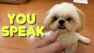 Cute Shih Tzu Puppy Knows How To Speak On Command ( Funny Dog Video)