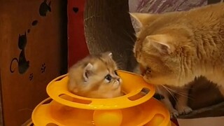 Apakah anak kucing juga memiliki masa pemberontakan?