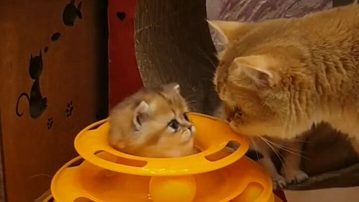 Do kittens also have a rebellious period?