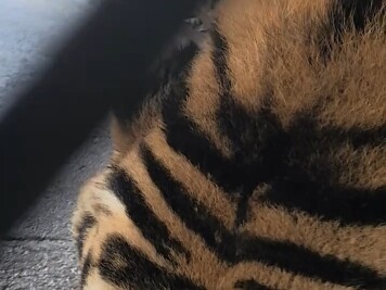 Harimau Siberia sudah makan daging—wajah besarnya sungguh gagah dan mengesankan! Kalau dia nggak nge