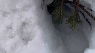 家人们谁懂啊，想去拍鸟，结果半个腿的靴子直接踩洞里去了，斗地主姐姐想来救我她也栽另一边了，法务拔了我半天，人拔出来了鞋没出来，挖了半天雪才挖出来，丢死人了[清…