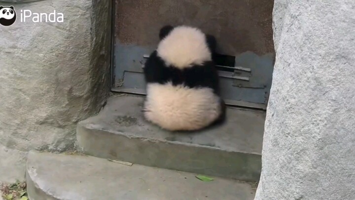 Aaaaa, con nhỏ này tự mở cửa được á aaaaa! Đáng yêu đến mức làm người ta choáng váng luôn!