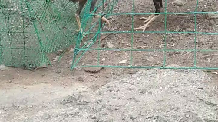 pwedi na si putol😂😂