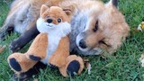 The little fox has her own toy and is having fun playing with it