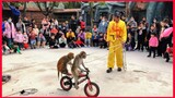 Monkey Show, Watch Until The End Funny Monkey.