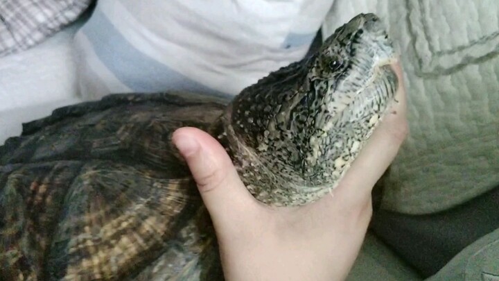 [Pets] Taking a close look